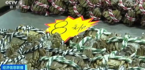 金華正大量上市，價格大跳水！水產品批發需注意這些問題