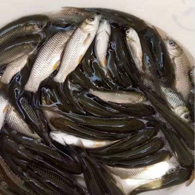 港興水產 專業提供鯇魚苗、泥鰍魚苗與羅非魚苗，兼營日用百貨銷售