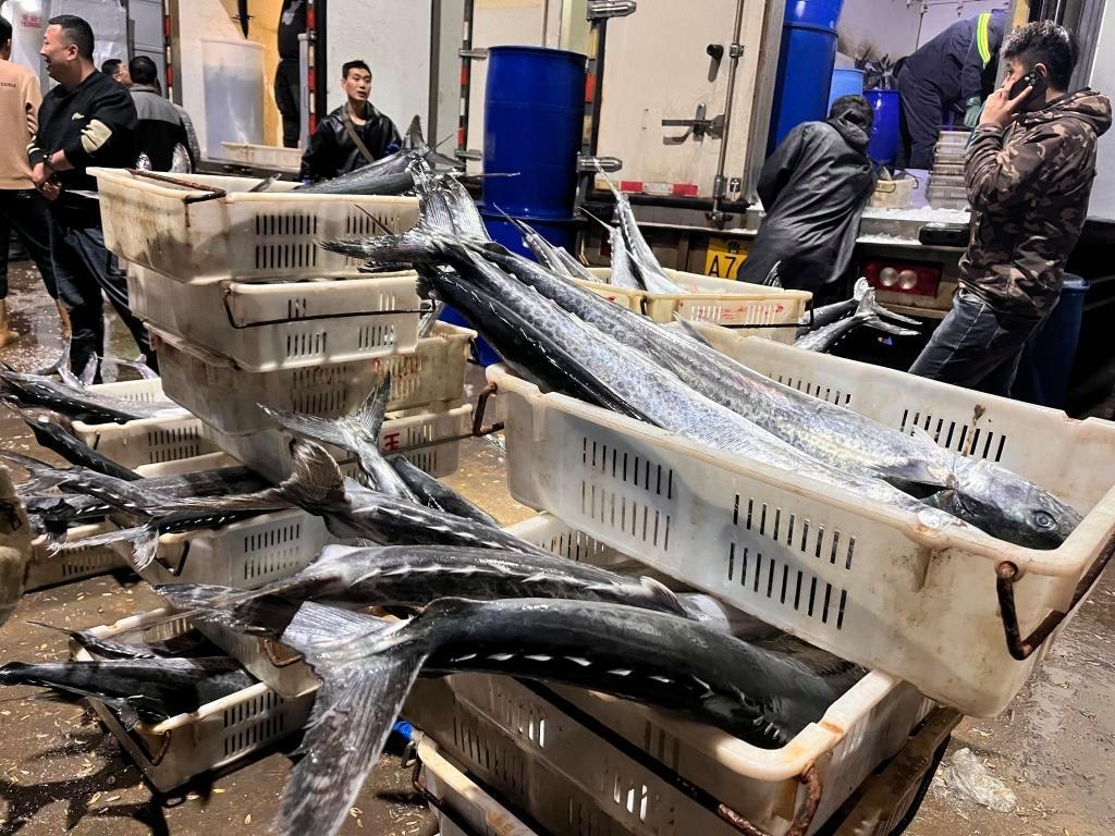 封海前最后一船海鮮抵達城陽水產批發(fā)市場，鲅魚仍唱主角